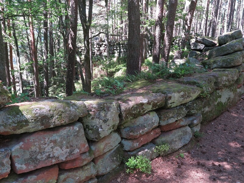 Muraille ancienne en pierre recouverte de mousse dans une forêt dense