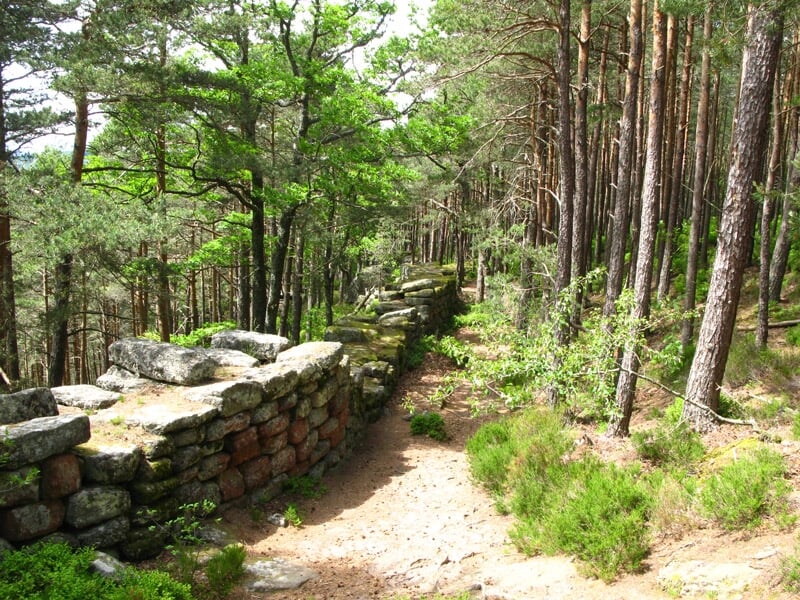 Sentier forestier longeant un mur en pierre ancienne entouré d'arbres verts