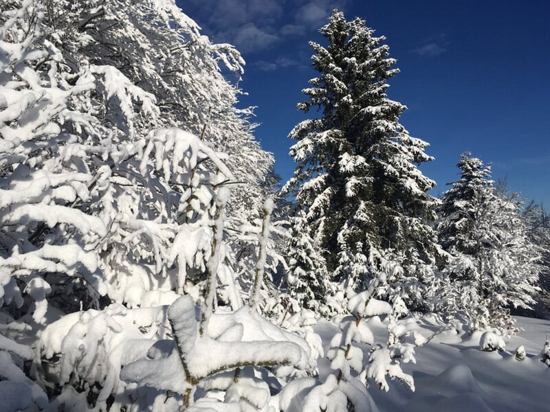 Paysage hivernal avec arbres couverts de neige sous un ciel bleu clair lumineux et ensoleillé.
