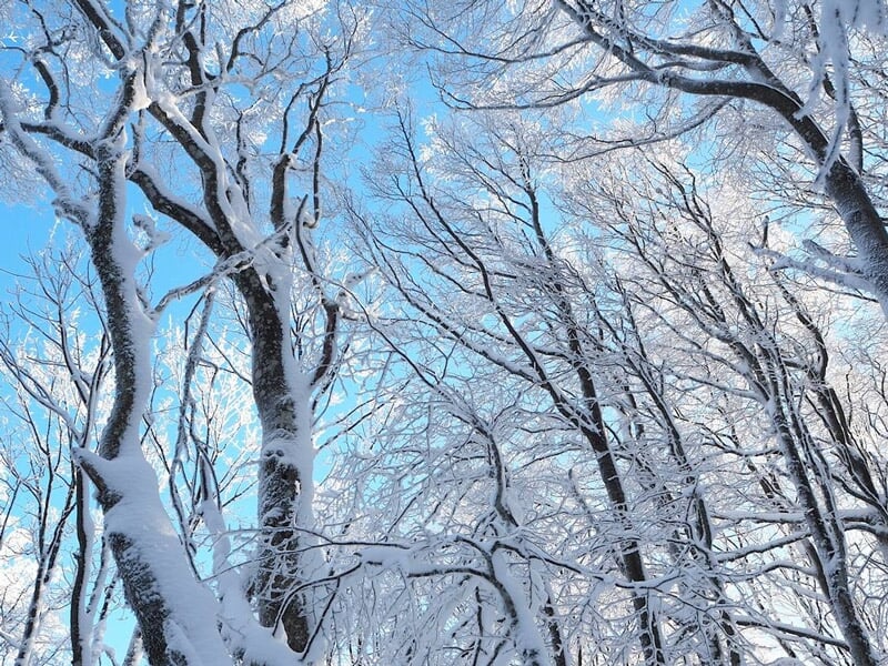 Forêt d'arbres dénudés recouverts de neige avec un ciel bleu clair en arrière-plan.