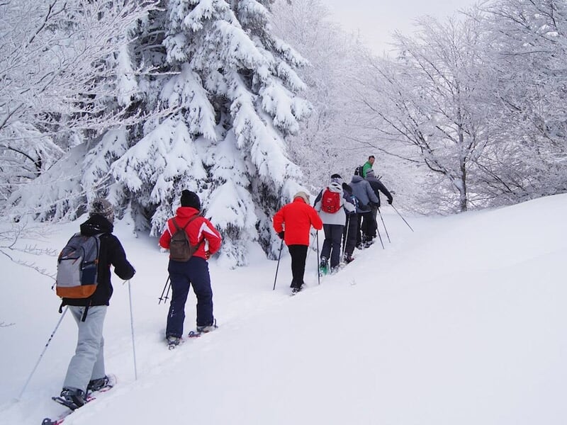Groupe de personnes en raquettes à neige marchant dans une forêt enneigée.