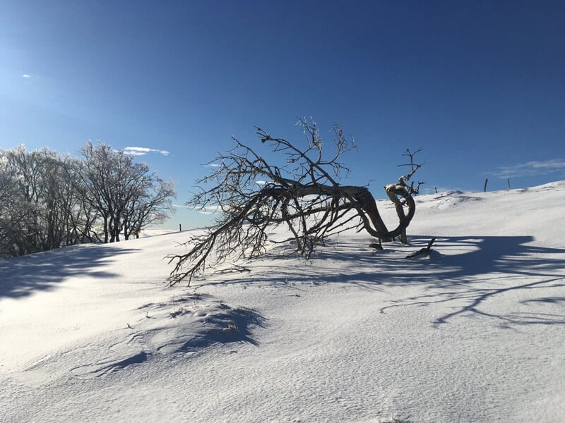 Arbre isolé penché sur un champ de neige sous un ciel bleu clair et ensoleillé.