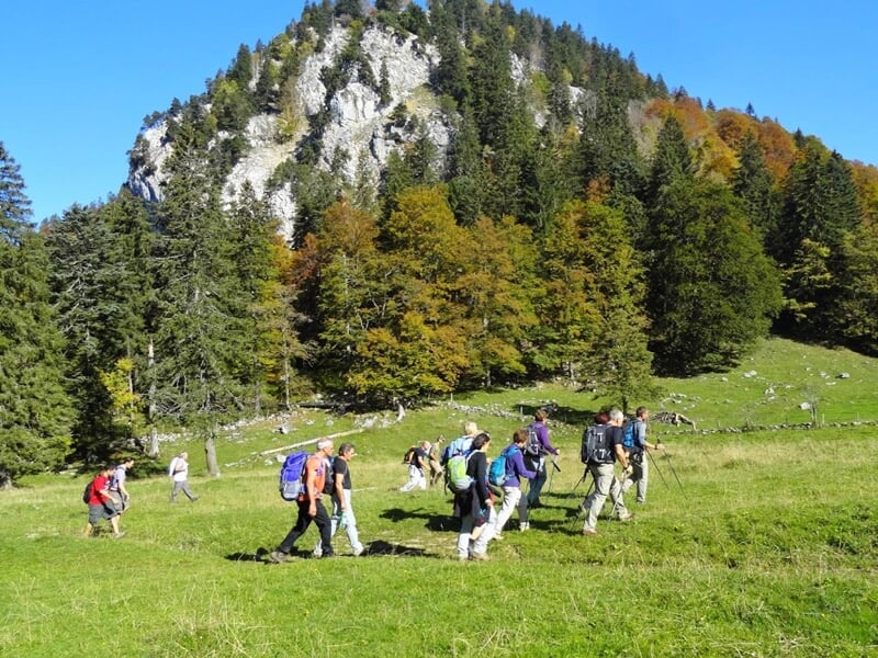 Groupe de randonneurs marchant dans une prairie verte avec une montagne boisée en arrière-plan.