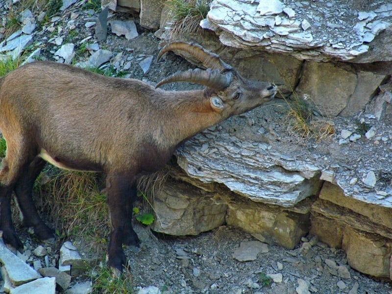 Chamois broutant près d'une paroi rocheuse dans un environnement montagneux naturel.