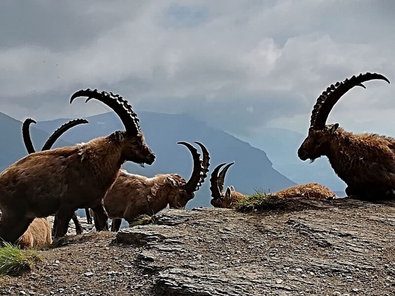 Groupe de bouquetins allongés sur un rocher en montagne sous un ciel nuageux.