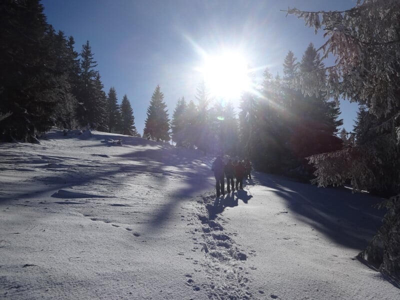 Randonneurs en raquettes montant une pente enneigée entourée de sapins sous un ciel bleu lumineux.