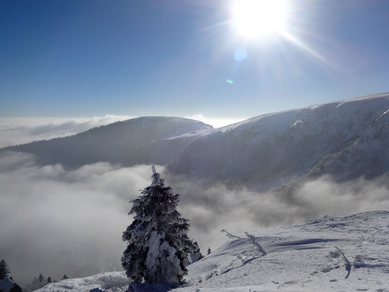 Vue panoramique d'un sommet enneigé avec un sapin au premier plan et un ciel clair au-dessus des montagnes.