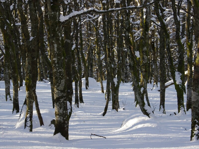 Forêt dense d'arbres sans feuilles recouverts de neige, avec des ombres sur le sol blanc en hiver.