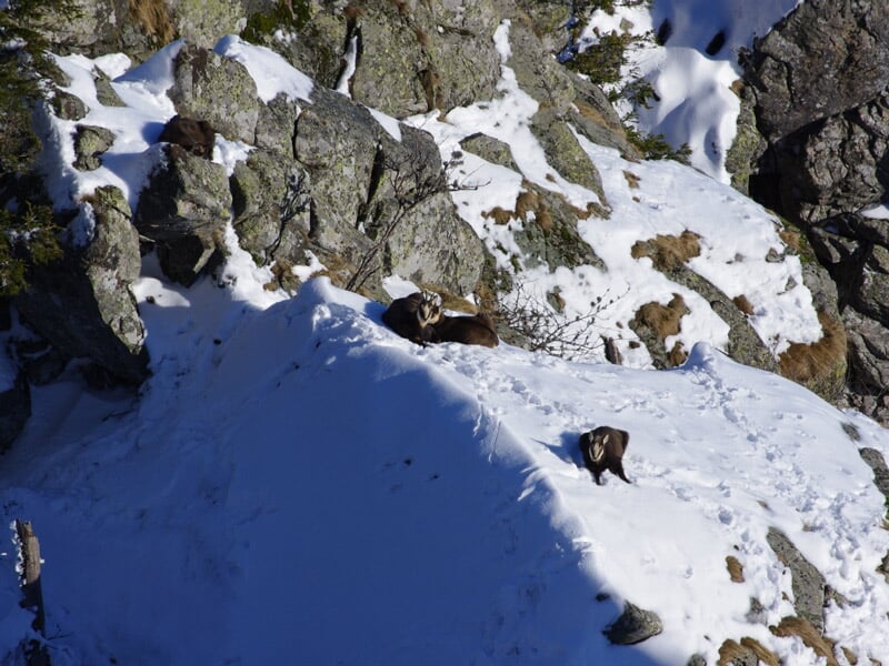Deux chamois sur un terrain rocheux enneigé, entourés de rochers et de neige en montagne.