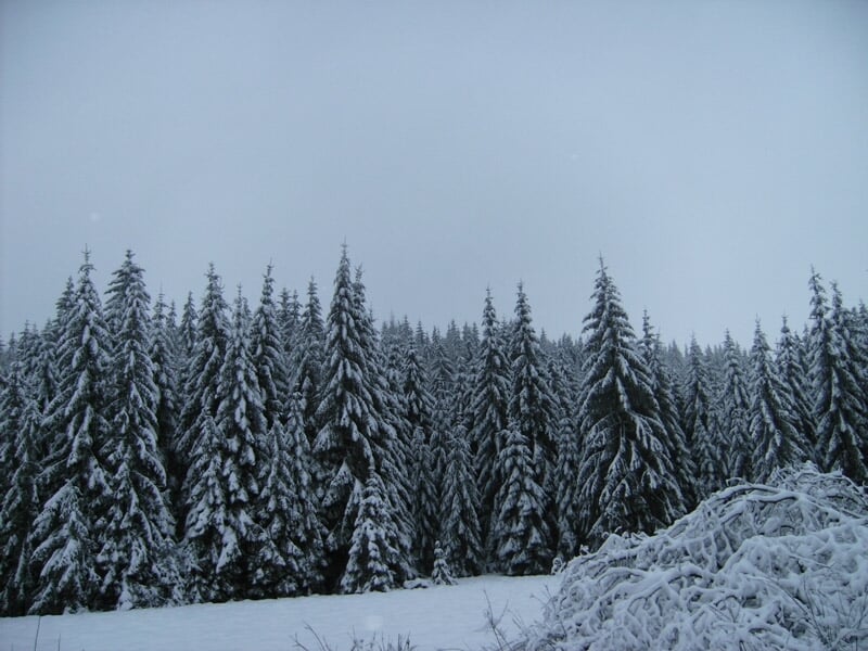 Paysage hivernal avec une forêt de sapins couverts de neige sous un ciel gris et froid.