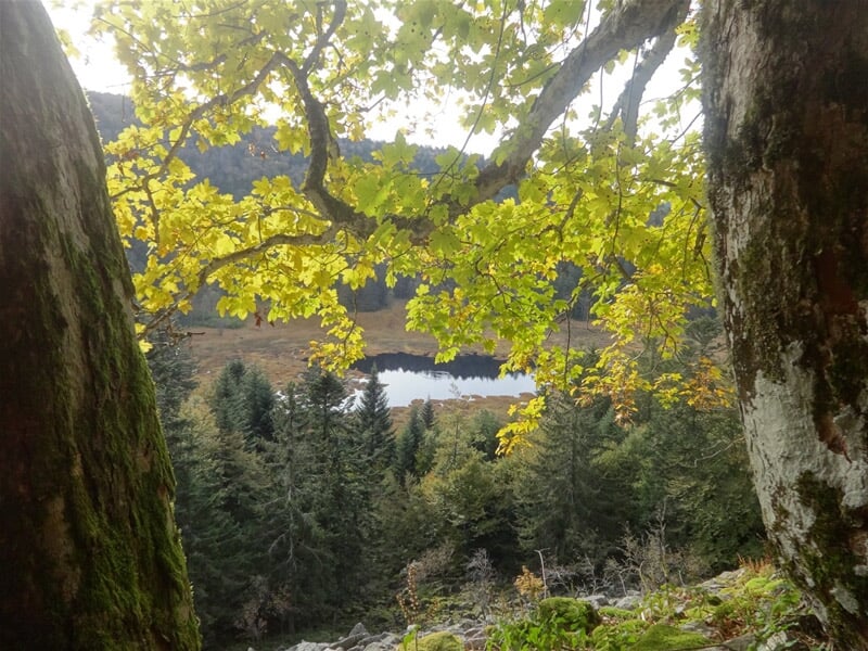 Vue automnale d'un lac entouré d'arbres verts et jaunes, encadré par deux troncs d'arbres au premier plan.