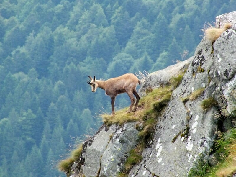 Chamois debout sur un rocher escarpé avec une forêt dense en arrière-plan, en pleine nature sauvage.