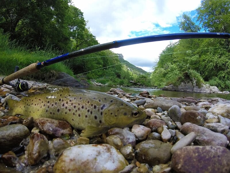Une truite tachetée repose sur des cailloux au bord d'une rivière avec une canne à pêche posée à côté.