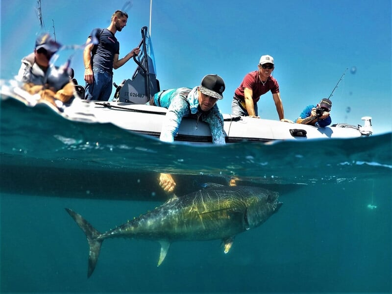 Vue partielle d'un gros poisson sous l'eau près d'un bateau avec plusieurs pêcheurs observant la prise.