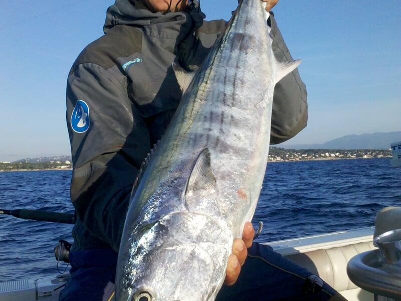 Personne tenant un gros poisson argenté avec des rayures, en mer avec la côte visible en arrière-plan.