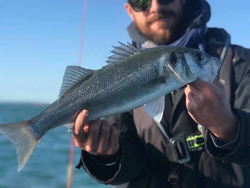 Un homme barbu portant des lunettes de soleil tient fièrement un bar argenté fraîchement pêché, bien mis en valeur avec ses nageoires dressées, sur un bateau en pleine mer sous un ciel bleu dégagé.