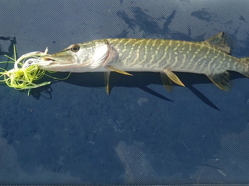 Brochet allongé sur une surface bleue avec un leurre vert fluo accroché à la bouche.