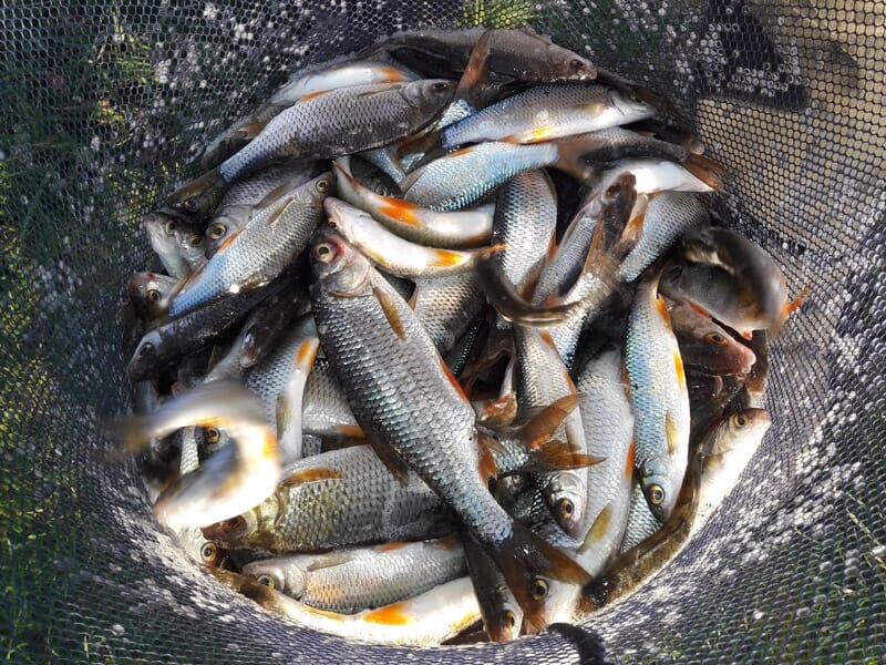 Guide de Pêche près de Rochefort - Étang de Muron