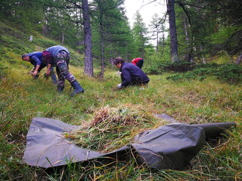 Trois personnes ramassant de l'herbe ou des plantes dans une zone herbeuse en forêt, avec un tarp noir au premier plan.