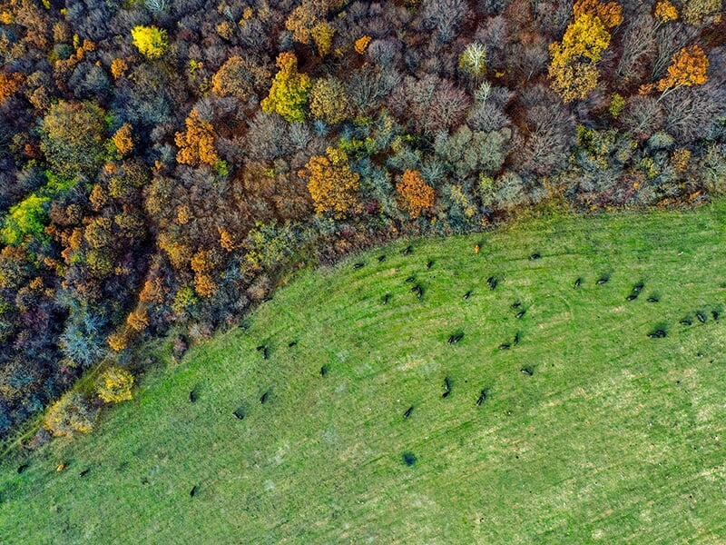 Vue aérienne d'une forêt en automne, avec des arbres aux couleurs variées et une prairie verte parsemée de points sombres représentant des animaux.