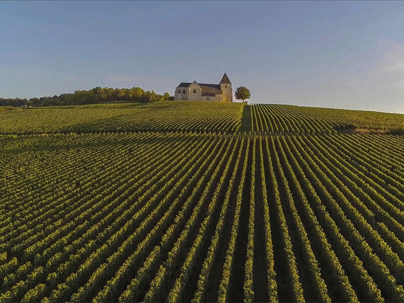 Un paysage de vignoble avec des rangées de vignes parfaitement alignées, s'étendant jusqu'à une colline surmontée d'une petite église ou chapelle, sous une lumière de fin d'après-midi.