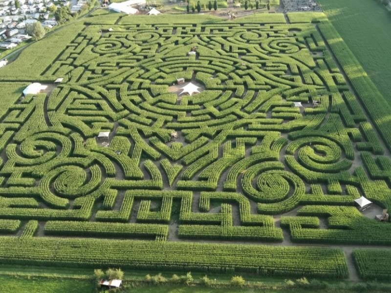 Vue aérienne d'une forêt dense et de champs verts avec une montgolfière visible au loin.