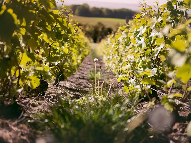 Rangée de vignes dans un vignoble sous un ciel clair, avec un focus sur les feuilles et le sol.