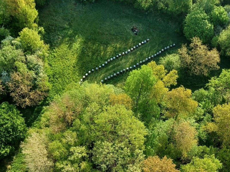 Vue aérienne d'une forêt dense avec un chemin et des rangées d'objets blancs.
