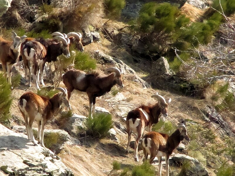 Groupe de randonneurs marchant en montagne sur un sentier herbeux avec des sommets rocheux en arrière-plan.
