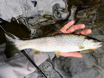 Guide de Pêche à Mende - Pêche aux Truites