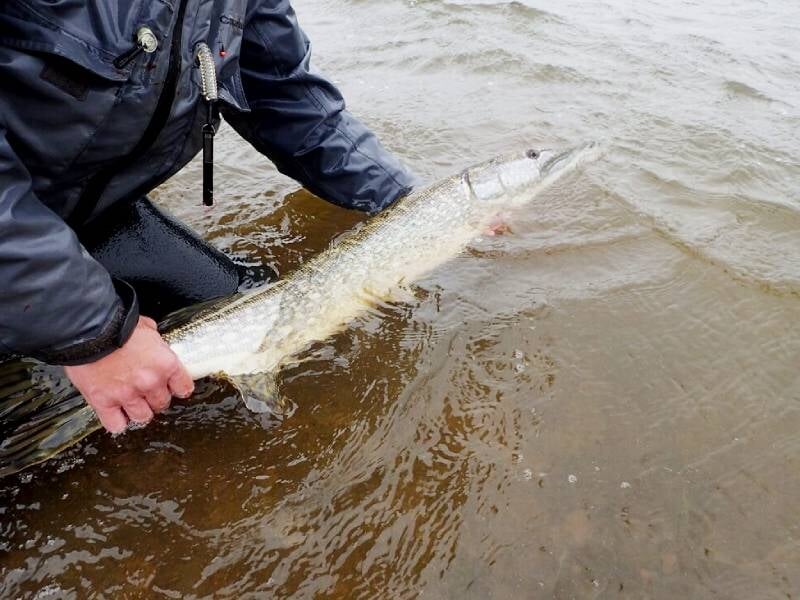 Personne relâchant un brochet dans l'eau lors d'un stage de pêche en Languedoc-Roussillon Lozère.