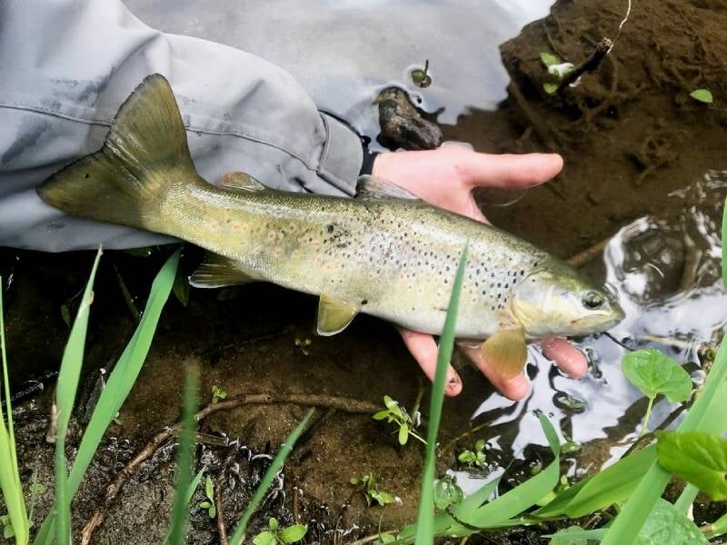 Main tenant une truite brune au bord d'une rivière pendant un stage de pêche à Mende.