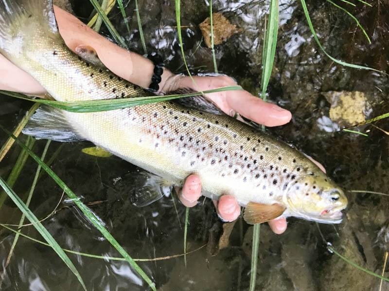 Poisson truite brune tenu à la main dans l'eau peu profonde lors d'un stage de pêche à Mende.
