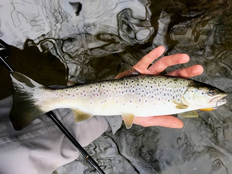 Truite brune tenue à la main au-dessus de l'eau lors d'un stage de pêche avec guide à Mende.