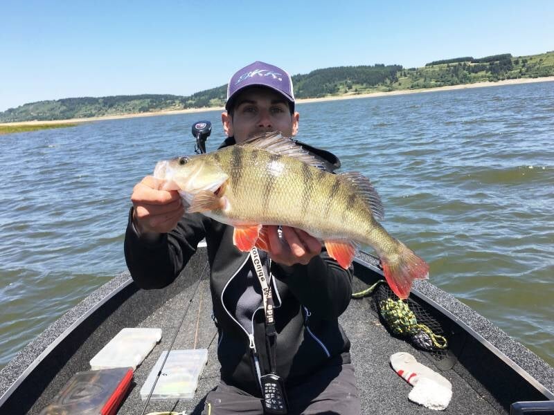 capture d'une perche sur le lac de charpal