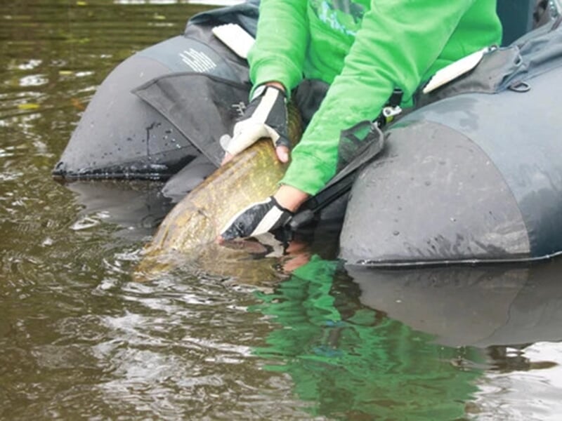 Remise à l'eau d'un brochet par un pêcheur lors d'une session de pêche no-kill sur un lac