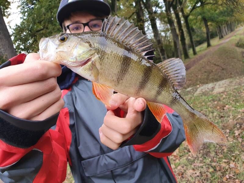 Jeune pêcheur en veste grise et rouge montrant un poisson coloré pris lors d'un stage de pêche en forêt.