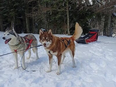 Balade en Chiens de Traîneaux dans le Vercors - Col de Carri