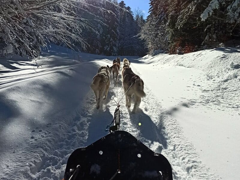 Traîneau tiré par une équipe de chiens de traîneau sur un sentier enneigé en forêt sous un ciel ensoleillé.