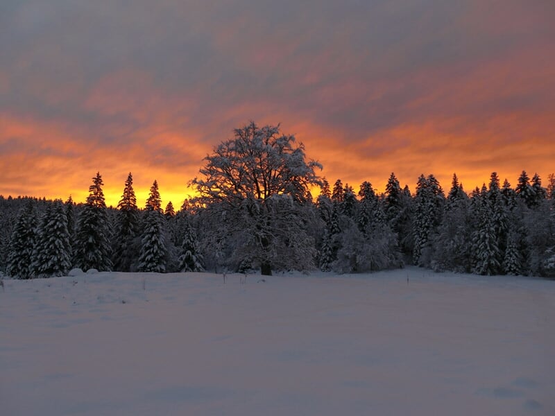 Paysage d'hiver avec un grand arbre au centre, entouré de sapins enneigés sous un ciel coloré au coucher du soleil.