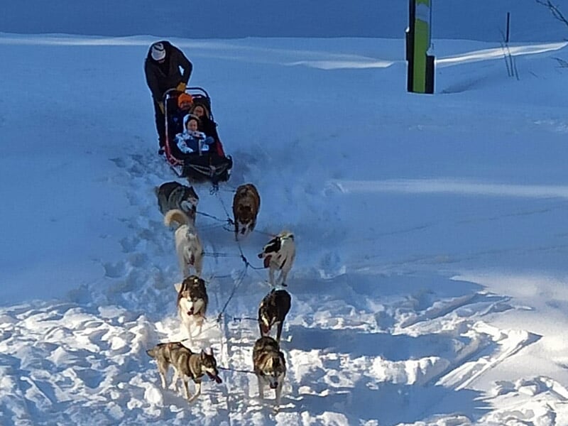 Personne poussant un traîneau tiré par plusieurs chiens de traîneau sur un chemin enneigé en pleine nature.