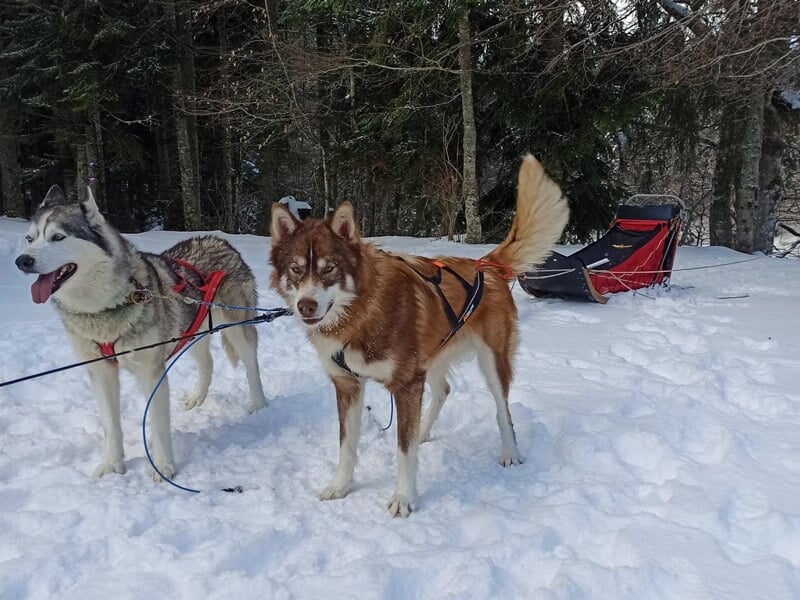 Deux chiens de traîneau attachés à un traîneau rouge, posant sur la neige dans un environnement naturel.