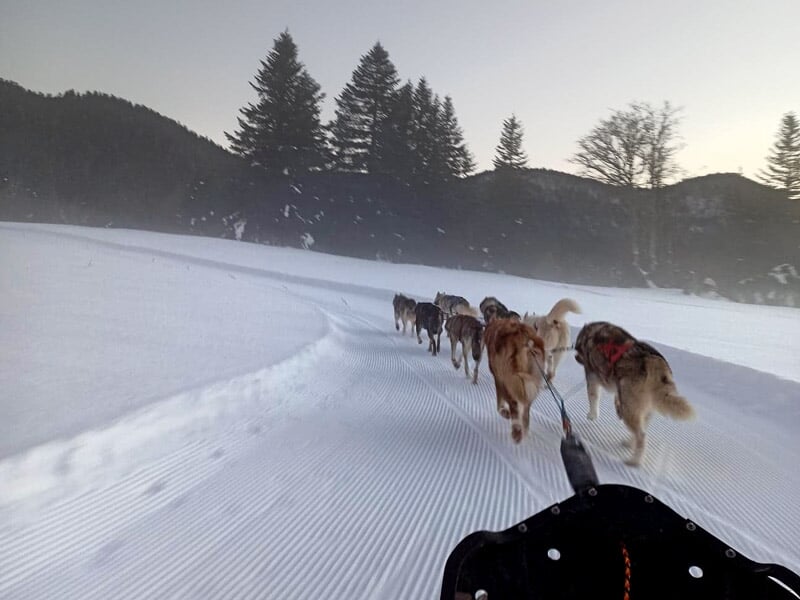 Vue depuis un traîneau tiré par des chiens de traîneau courant sur une piste enneigée au lever du jour.