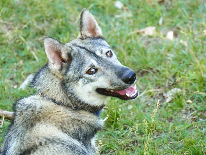 Portrait d'un chien de race husky ou similaire, regardant vers l'arrière sur un fond d'herbe verte.