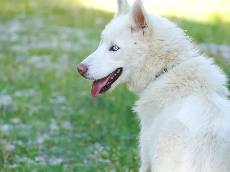 Portrait d'un chien blanc aux yeux bleus, assis dans un champ d'herbe verte par une journée ensoleillée.