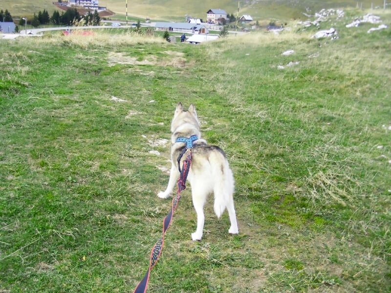 Chien de traîneau vu de dos, attaché à une laisse, marchant sur un sentier herbeux en montagne.