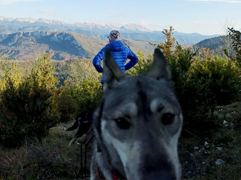 Chien au premier plan avec un homme debout en arrière-plan, entourés de végétation et montagnes.