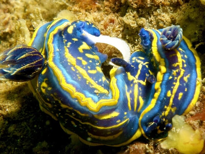Stage de Plongée Niveau 1 ANMP au Bassin d'Arcachon - Grand Piquey