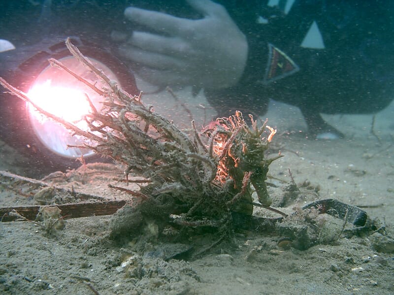 Stage de Plongée Niveau 1 ANMP au Bassin d'Arcachon - Grand Piquey