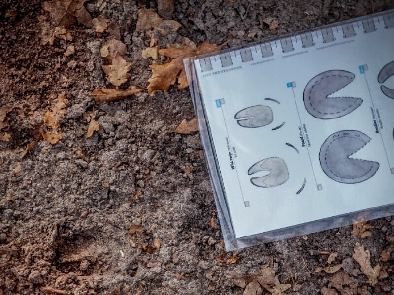 Feuille plastifiée montrant des empreintes d'animaux sur le sol, outil d'identification en nature.